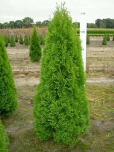 Gard viu (Buxus,Hibiscus,Ligustrum....