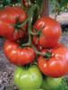 Panekra f1 | seminte de tomate | nedeterminate | 250-300g