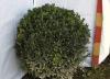 Buxus sempervirens pentru gard viu