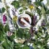 Dropsuri din plante medicinale aromate bio 50gr