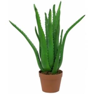 Aloe vera planta