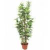 EUROPALMS Bamboo with natural stalks, artificial plant, 225cm