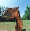 Pip hlc rtu 36050-pip horse leg cleaner-solutie pentru copitele cailor