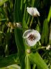 Sagittaria