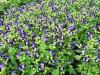 Torenia fournieri