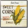 Fresh picked sweet corn