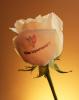 Trandafir cu mesaj de Paste