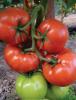 Panekra f1 - seminte de tomate nedeterminate