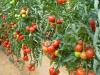 Seminte de tomate nedeterminate timpurii - mercedes