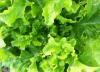 Salata verde naturala (in conversie)