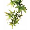 Plante exo terra jungle croton medium