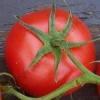 Seminte tomate cabinet f1