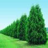 Thuja