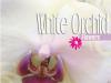 Rezerva odorizant camera white orchid