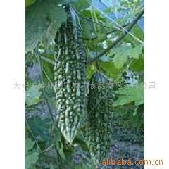 Balsam pear extract