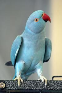 Papagal Micul Alexander, Andrei - SC BLUE BIRD-PASARE ALBASTRA SRL