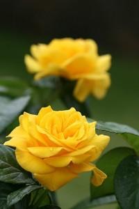 Trandafiri de gradina Golden Delight, planta formata cu radacina in ghivece de 3.5 litri