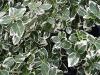 Arbusti foiosi evergreen euonymus fortunei ghiveci 3-4 litri,