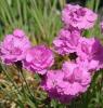 Flori de gradina perene garofite/dianthus