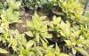 Arbust frunze persistente AUCUBA JAPONICA 'CROTONIFOLIA' ghiveci 3-4 litri, h=30-40cm