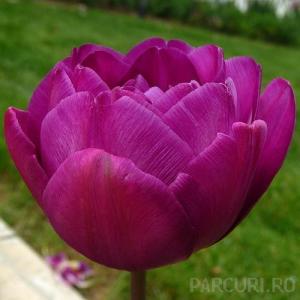 Bulbi de lalele Duble tarzii, Purple Paeony, flori duble, mov