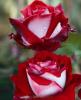 Trandafiri de gradina Osiria, butasi de trandafiri cu radacina in ghivece de 3.5 litri