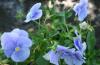 Flori de gradina bienale viola cornuta mini blue /