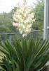 Plante gradina yucca gloriosa ghiveci 3.5 litri