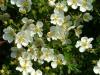 Arbusti foiosi cu flori potentila/potentilla fruticosa abbotswood
