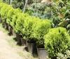Arbusti rasinosi thuja orientalis aurea nana ghiveci 12 litri, 30-40cm