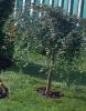Arbusti cu bobite forma umbrela/ cotoneaster salicifolius repens 1/2