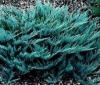 Arbusti rasinosi JUNIPERUS HORIZONTALIS BLUE CHIP ghiveci 3 litri , 30-40 cm