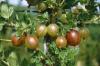 Arbusti fructiferi Agris (Ribes uva crispa) in ghivece