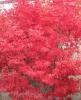 Artar japonez acer palmatum skeeter broomt, ramificat, h=100-125 cm