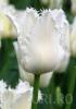 Bulbi de lalele Fringed, Daytona 7 buc/punga, flori duble, albe, marginea franjurata