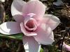 Magnolia heaven scent clt 30 h=150-175cm
