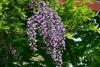 Plante urcatoare wisteria floribunda violacea plena (glicina) ghiveci