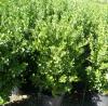 Arbust frunze persistente euonimus japonicus`ghiveci 10 litri,