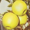 Meri soiul golden delicios, puieti pomi fructiferi