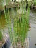 Plante acvatice equisetum hyemale