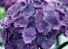 Arbusti gradina hydrangea hortensis europa purple (hortensia) h= 60cm