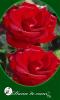Trandafiri de gradina cu radacina in ghiveci: Dame de Coeur