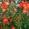 Trandafiri de gradina polyantha samba, planta formata