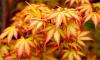 Artar japonez acer palmatum orange dream  h=60-80 cm