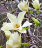 Magnolia yellow lantern  ghiveci 7-10 litri, h= 100-120 cm(