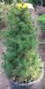 Arbusti rasinosi picea albertina conica ghiveci 5-7 litri, h - 50-60