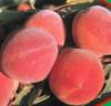 Piersic soiul red haven pomi fructiferi la ghiveci