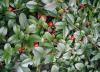 Arbust tarator de gradina cotoneaster dammeri `skogholm` ghiveci 3-4