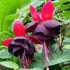 Fuchsia hybrida pink ballet girls cercelus curgator la ghiveci de 12cm