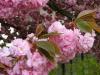 Arbori foiosi prunus serrulata `kicu-shidare-zakura`/ cires